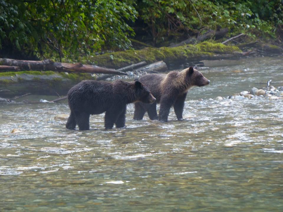 two cute grizzly bear cubs sitting on the rocks